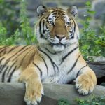 Siberian Tiger Pakistan
