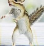 killer siberian chipmunk