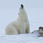 Polar Bear (Young Boar), Arctic National Wildlife Refuge, Alaska A flying pig? Not this far North.