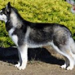 220px-Siberian-husky 220px-Siberian-husky